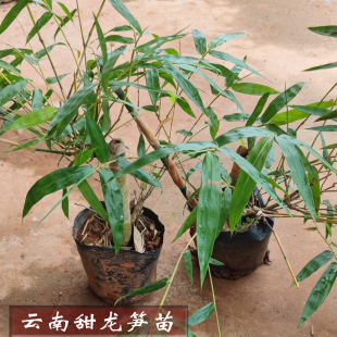 云南特产普洱天龙笋甜竹芽苗竹苗40cm-60cm高修剪后发货此链接1棵