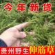 中国药材野生伸筋草中药材狮子草小舒筋草干货正品 晒干活络筋骨草