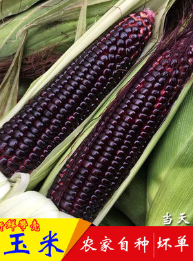 黑玉米新鲜现摘农家自种皮非