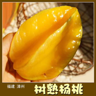 骀嫂漳州下河树上熟杨桃当季发货包邮