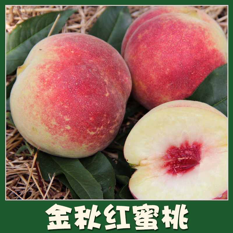骀嫂山东海阳金秋红蜜糖斑蜜桃2026当季采摘包邮