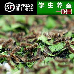 四川1龄至4龄大白蚕宠物蚕卵小蚕活体蚕新鲜桑叶蚕宝宝蚕养蚕套装