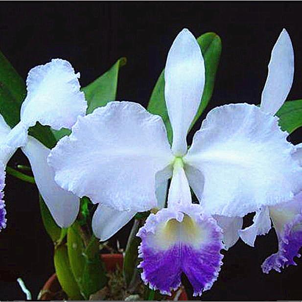 进口兰花洋兰卡特兰巴西原生种有香C.trianaei coerulea x self