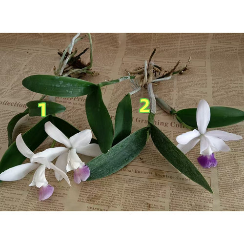 蓝色走路人杂交卡特兰C.Walkerinter coerulea 浓香大花 稀有蓝调