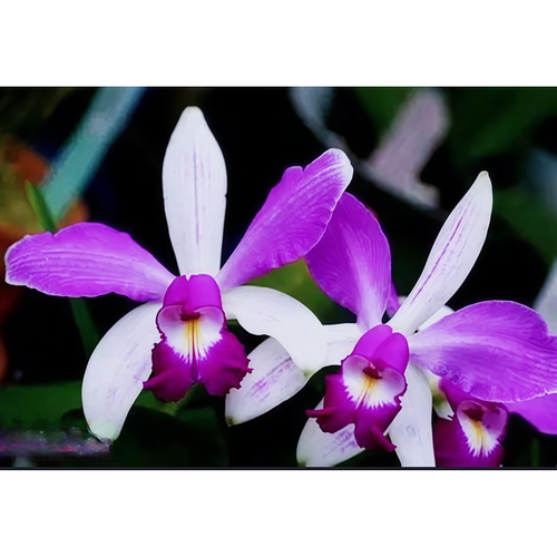 兰花洋兰进口卡特兰原生种女神稀有浅粉色浓香C.violacea pink