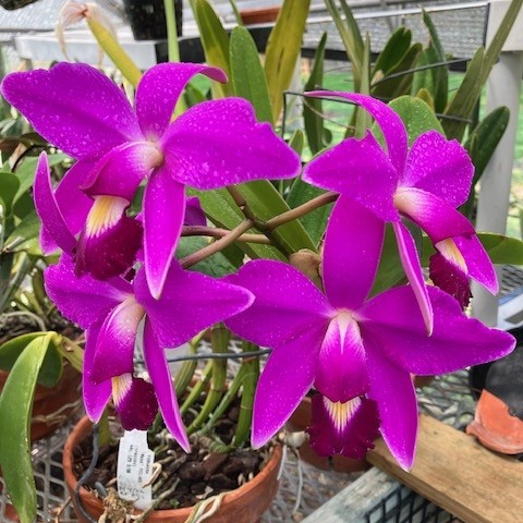 超稀有深红！进口兰花洋兰卡特兰原生种C.violacea red,鲜花速递/花卉仿真/绿植园艺,国兰/杂交兰/洋兰类,淘宝优惠券,粉丝福利购,淘宝优惠卷