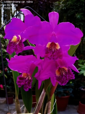 进口兰花洋兰卡特兰原生种C.lueddemanniana v.rubra成株