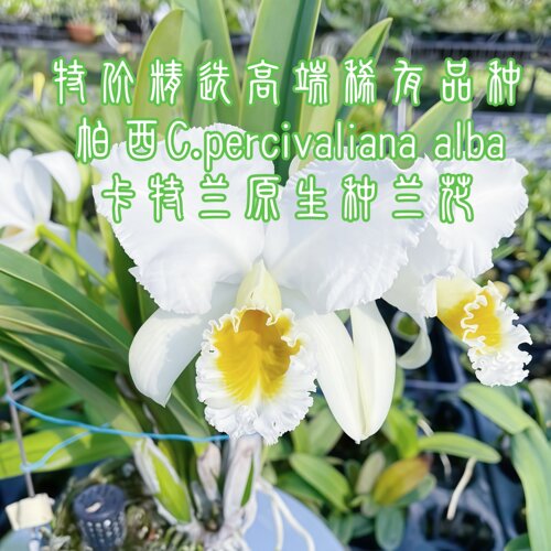 特价稀有进口帕西卡特兰原生种