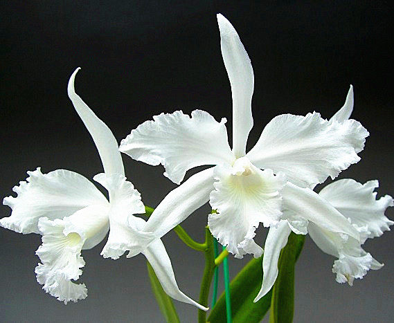 蕾丽亚卡特兰进口兰花洋兰原生种有香L.lobata alba阳台盆栽