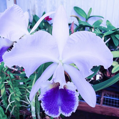 精选高端C.labiata coerulea蓝唇卡特兰原生种稀缺蓝调收藏级名品
