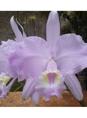 正宗精选稀有粉色卡特兰原生种C.lueddemanniana concolor成株