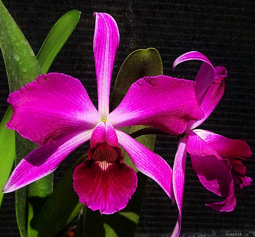 稀有火焰纹婆婆卡特兰原生种有香L.purpurata sanguinea x sib