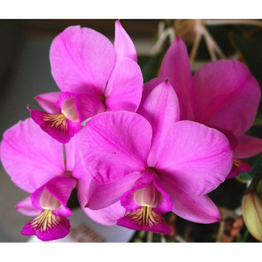 进口稀有诺比兰花洋兰卡特兰原生种C.nobilior D.R.W深红 有香