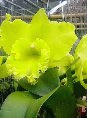 绿玉卡特兰大花绿色浓香成株Rlc.Sung Ya Green 
