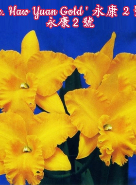 永康2号卡特兰Rlc.Haw Yuan Gold （MC）稀有黄色大花 有香气