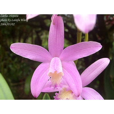 稀有岩生蕾丽亚L.crispata  巴西原产 进口成株 兰花洋兰卡特兰