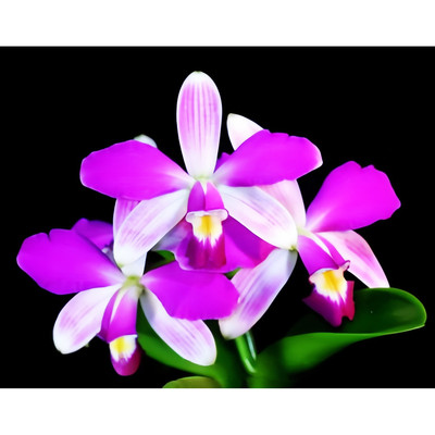 卡特兰C.violacea semi-alba flamea原生火焰唇白花紫韵浓香爆花