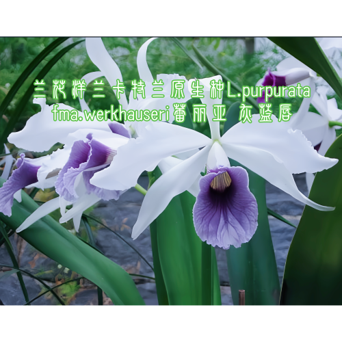 兰花洋兰卡特兰原生种L.purpurata fma.werkhauseri蕾丽亚 灰蓝唇