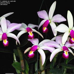 进口成株C.violacea semi-alba女神卡特兰原生种稀有白花红唇个体