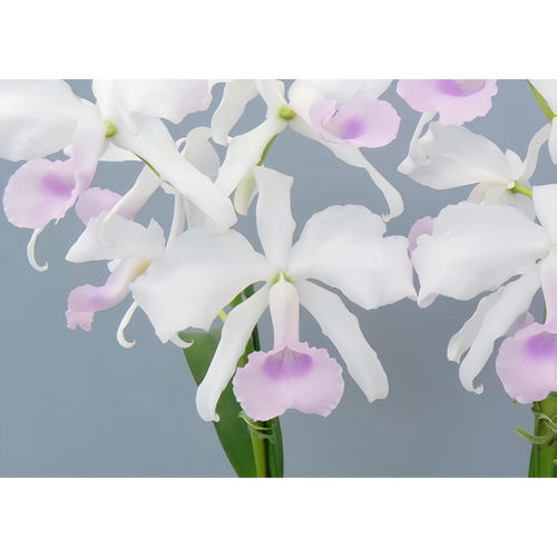 高端精选非常稀有的新品粉白色原生种C.lawrenceana