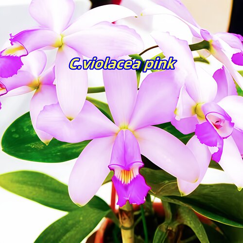 兰花洋兰进口卡特兰原生种女神稀有浅粉色浓香C.violacea pink