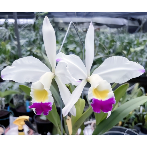 高档精选稀有C.eldorado semi-alba flamea卡特兰原生种兰花洋兰