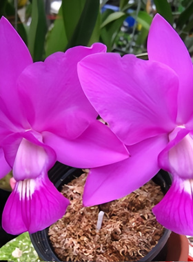 进口稀有走路人卡特兰原生种有香株小花大C.walkeriana深红 覆轮