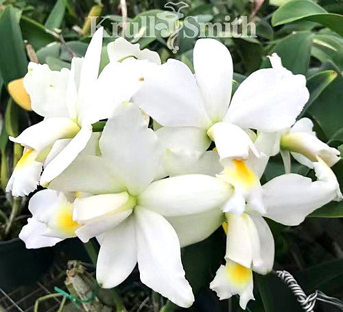 进口植株稀有白花原生种
