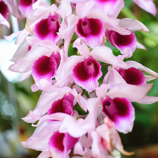 檀香石斛Den.anosmum  浓香型品种 冬春开花