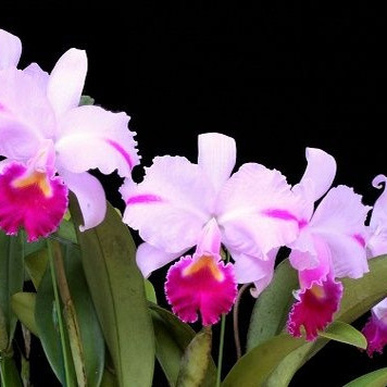 上新！C.trianaei Mooreana FCC/RHS稀有卡特兰原生种大花名个体