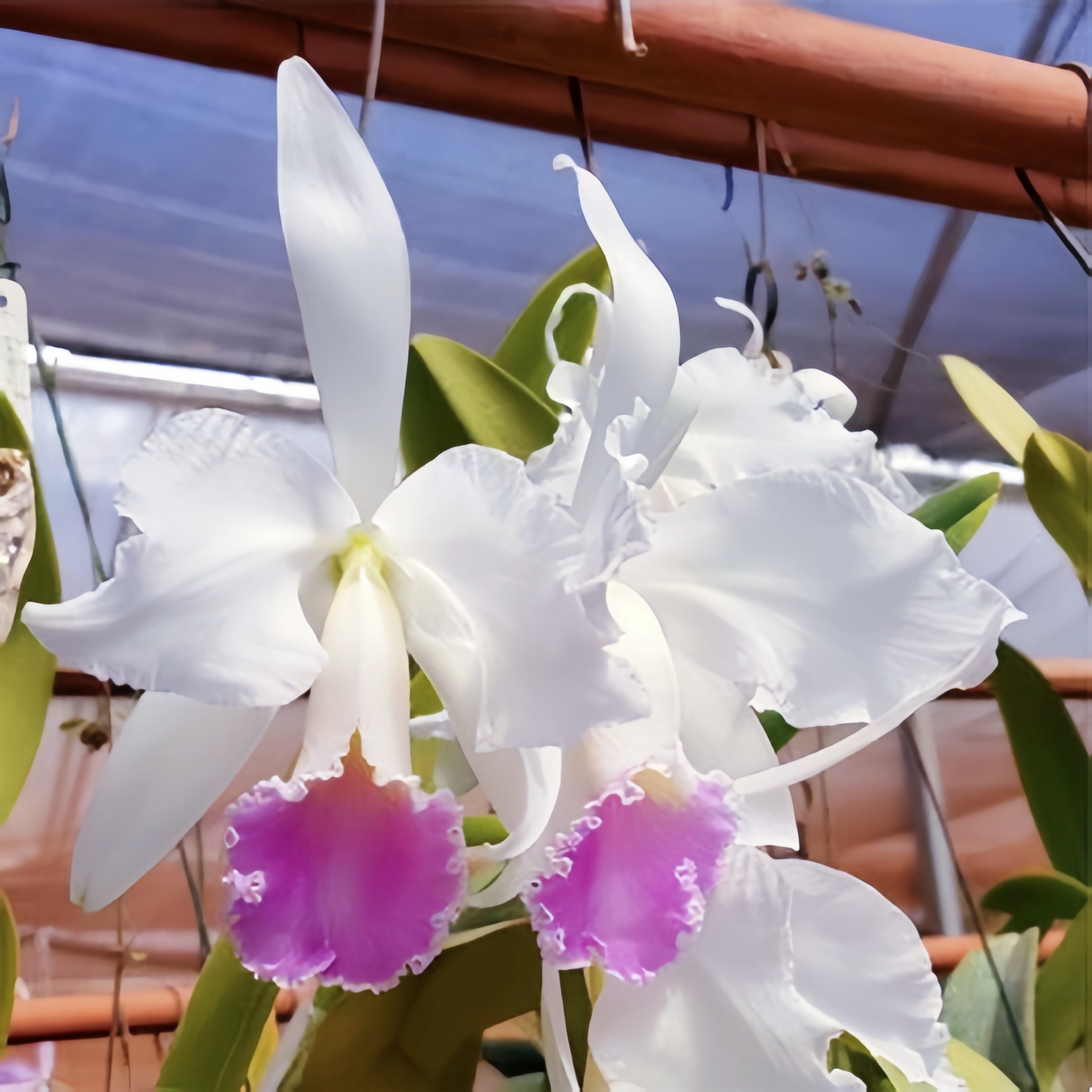 C.labiata fma.semi-alba x sib进口卡特兰巴西原生种兰花洋兰