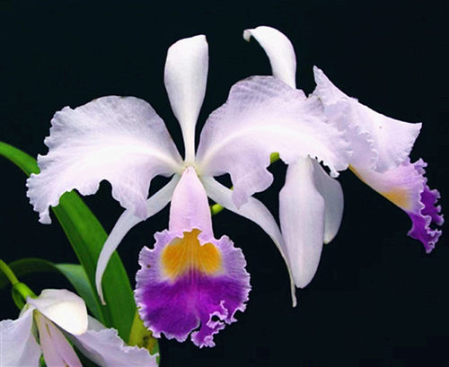 进口兰花稀有哥伦比亚卡特兰原生种C.trianaei coerulea x self
