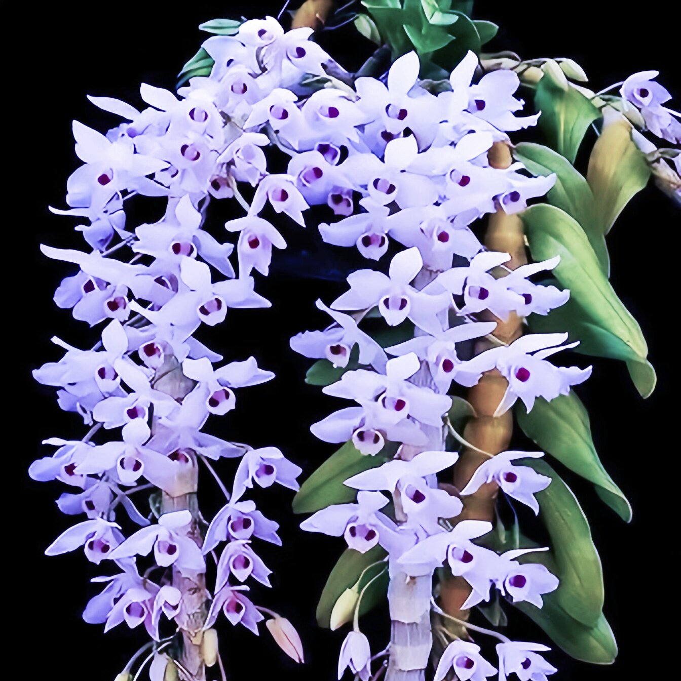 精选兰花洋兰白麝香石斛兰原生种Den.parishii semi-alba花有浓香