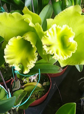 绿色浓香成株Rlc.Sung Ya Green 