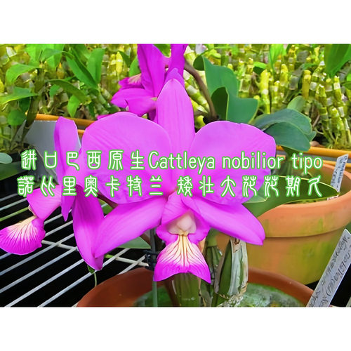 进口兰花卡特兰原生种诺比有香