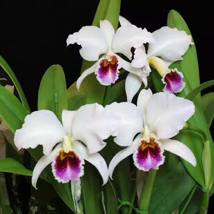 进口稀有品种帕西C.percivaliana semi-alba 