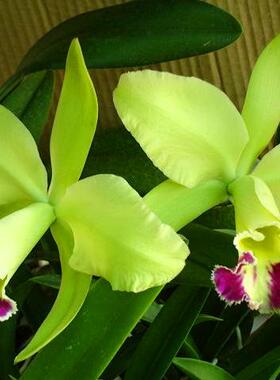 绿色浓香成株Rlc.Sung Ya Green 卡特兰大花 兰花洋兰