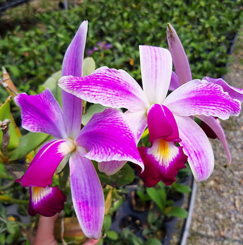 进口植株C.violacea fma.semi-alba flamea “Icabaru”(MC)女神
