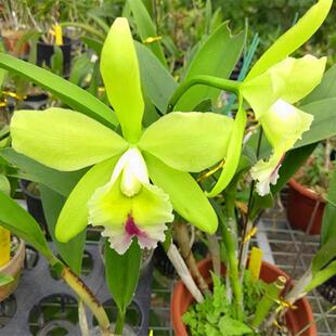 绿宝石 兰花洋兰卡特兰-中大型多花有浓香 全年开花成熟株 现货