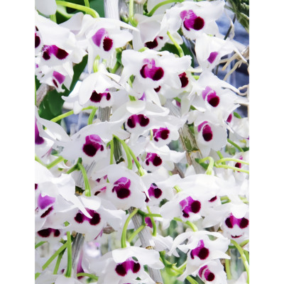 进口稀有石斛兰原生种Den.rhodoptergium semi-alba兰花洋兰有香