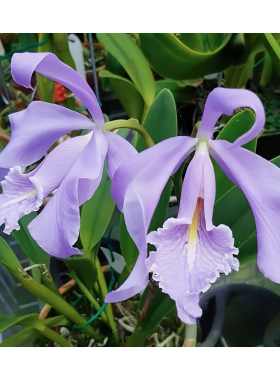 精选稀有C.maxima coerulea Dennis蓝色马克西玛名花卡特兰原生种