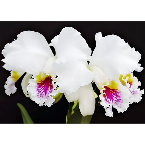 原生种C.mossiae var.semi-alba 巴西进口 稀有大花