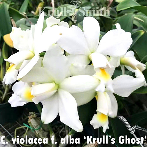超稀有！卡特兰原种女神白花进口植株C.violacea fma.alba x sib