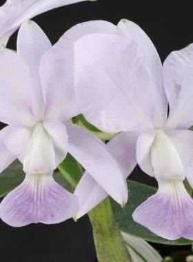 原生种C.walkeriana var.blue × sib走路人蓝色