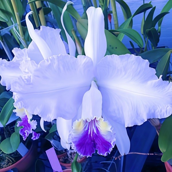 带花苞精选进口卡特兰原生种淡紫蓝色C.lueddemanniana coerulea图片