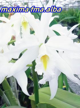 进口兰花洋兰卡特兰原种C.maxima.alba 