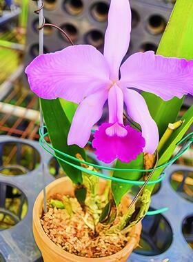 巴西原产原生种C.lawrenceana 非常稀有的卡特兰品种