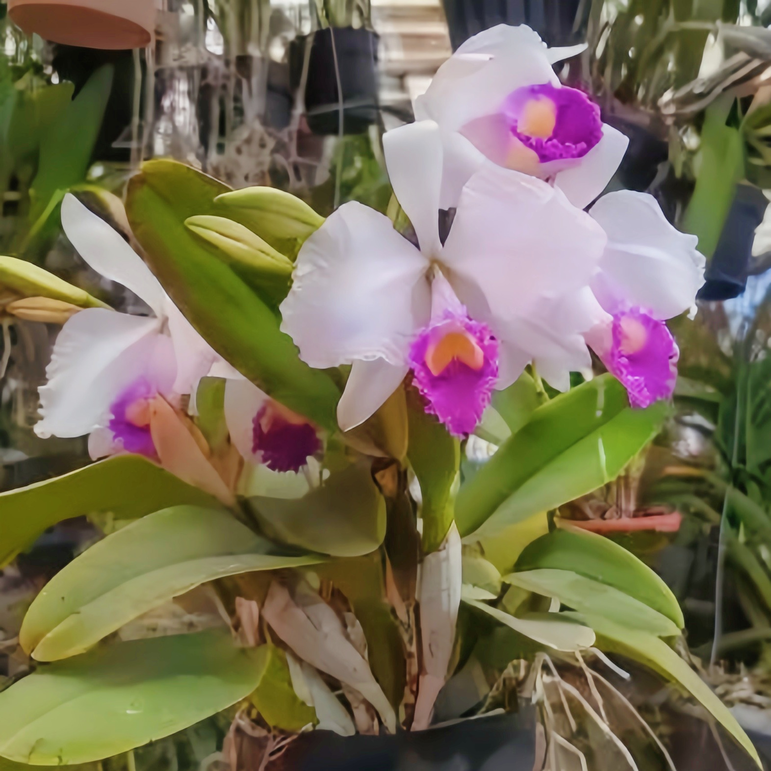 兰花洋兰进口卡特兰原生种大花带陶盆C.trianaei coerulea x self