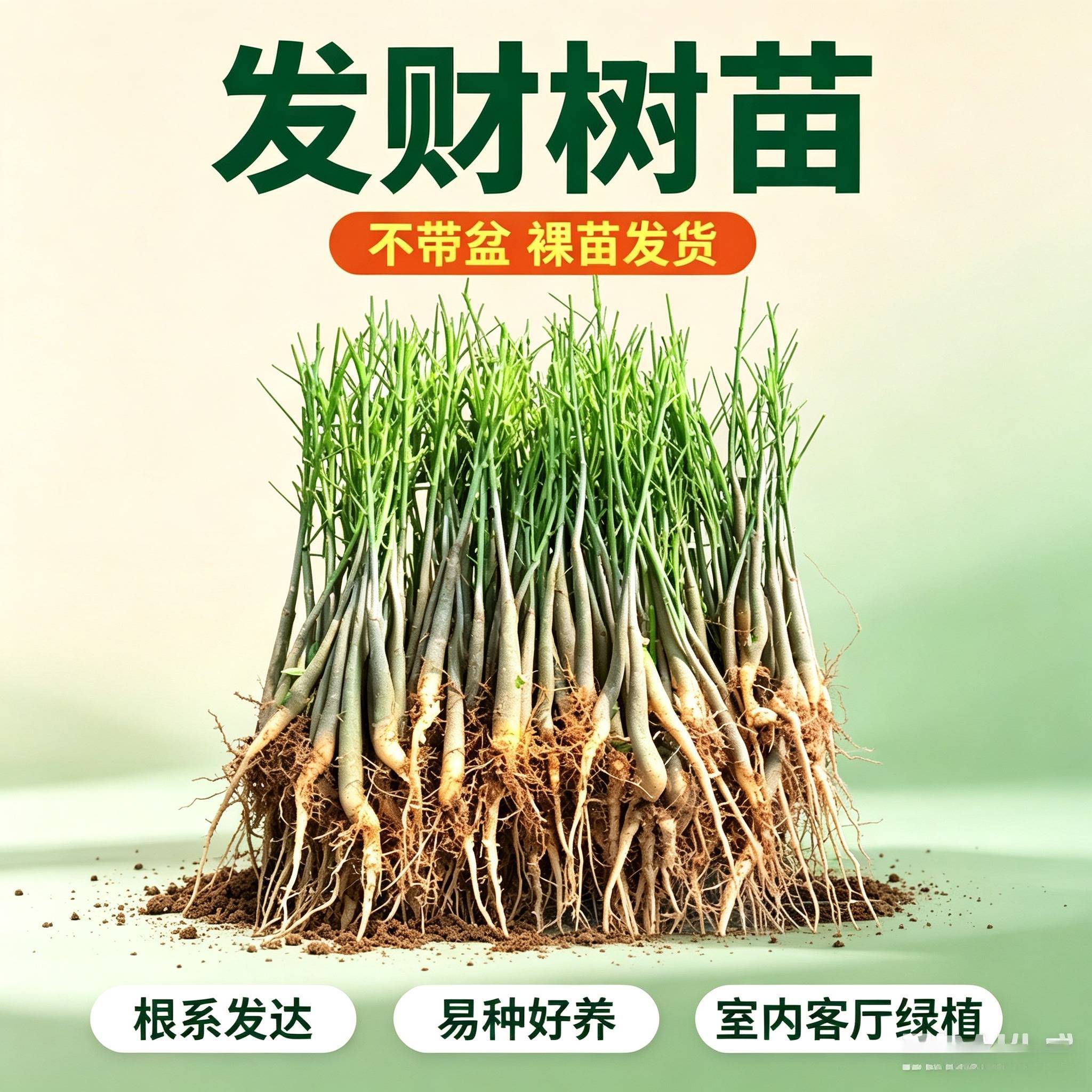 发财树不带盆栽招财植物室内小苗办公室客厅不含盆辫子树苗桌面头