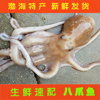 渤海野生大长腿顺丰包邮小章鱼